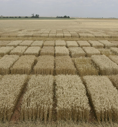 Field of Wheat Plots